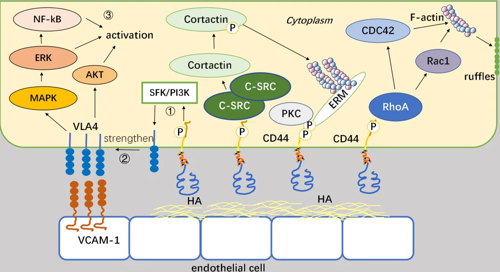 CD44 Platform Analysis Including Performance and CD44 Login